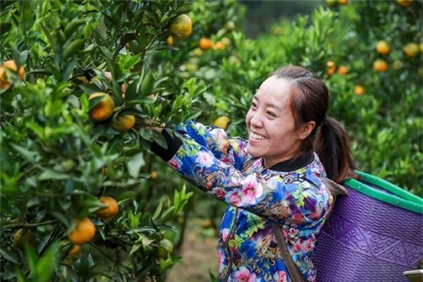 Dân Pa Dí thu nhập hàng trăm triệu nhờ bán quýt ngọt qua mạng