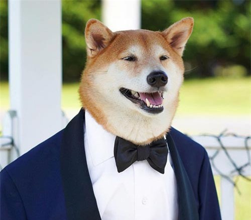 Chú chó kiếm 300 triệu mỗi tháng nhờ mặc “chất” như quý ông