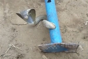 Clip: 'Nghẹt thở' xem màn giải cứu rắn hổ mang bị kẹt trong ống sắt 