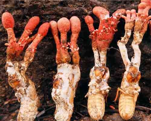 'Soi' nấm độc, rất giống đông trùng hạ thảo ve sầu ở Việt Nam