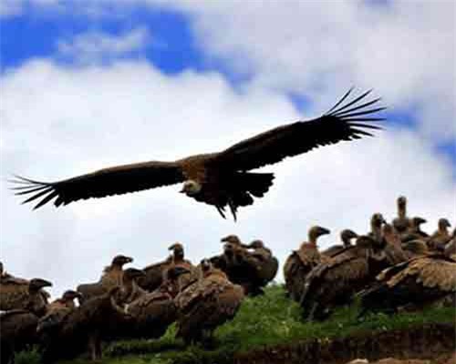 'Thiên táng' rùng rợn và các tục chôn cất của người Tây Tạng