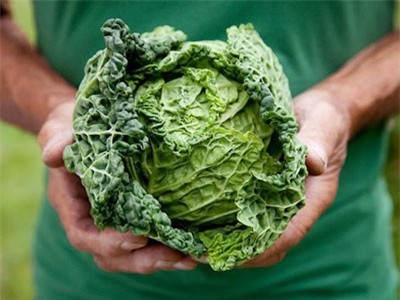 Bất ngờ với những lợi ích của bắp cải mà bạn nên biết