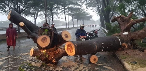 Chiều cùng ngày, ông Nguyễn Văn Tân (58 tuổi, quê Đồng Tháp, tạm trú ở quận 7, TP.HCM) đã bị cây đè trúng khi đi xe máy trên đoạn đường Nguyễn Văn Linh (xã Bình Hưng, huyện Bình Chánh, TP.HCM). Sau đó, nạn nhân đã tử vong ở bệnh viện. Ảnh: Lê Quân.