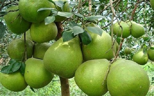 Thu nhập hàng trăm triệu đồng/năm nhờ chuyển đổi cây trồng đúng hướng