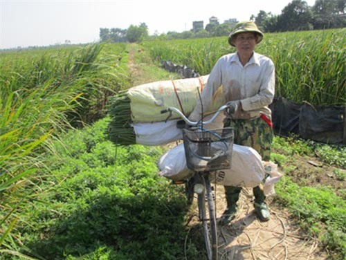 Một năm cấy "cỏ dại", thu củ trong 1 tháng, dân buôn lấy ngay tại bờ