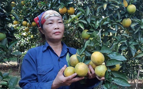 Cam xứ Mường giúp nhiều nông dân thành tỷ phú