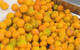 Clip: 'Tròn mắt' với dây chuyền tự động phân loại chất lượng cam sau thu hoạch tại Trung Quốc