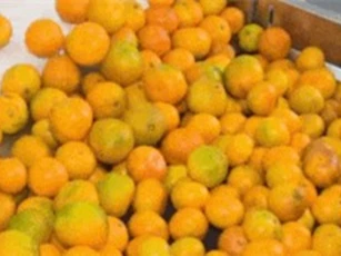 Clip: 'Tròn mắt' với dây chuyền tự động phân loại chất lượng cam sau thu hoạch tại Trung Quốc