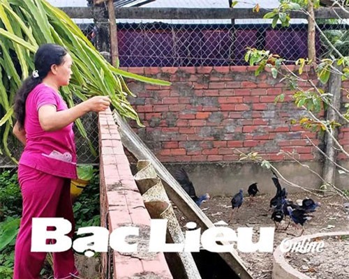 Nuôi loài chim để giữ nhà như chó, bán 1-1,5 triệu đồng mỗi con