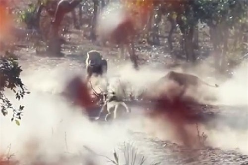Clip: Cuộc chiến giành mồi vô cùng ác liệt của 2 đàn sư tử