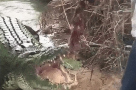 Clip: ‘Khiếp vía’ với màn nhử mồi cá sấu