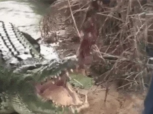 Clip: ‘Khiếp vía’ với màn nhử mồi cá sấu