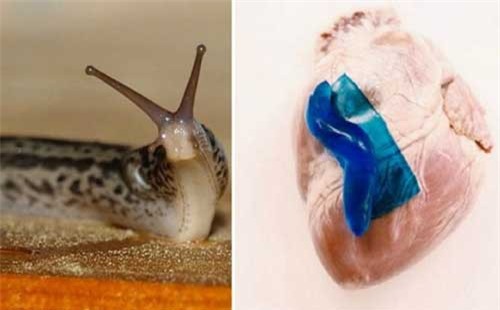 Keo dán từ ốc sên vá vết thương không cần khâu hoặc ghim