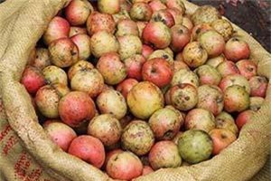 Công dụng chữa 'bách bệnh' của táo mèo 