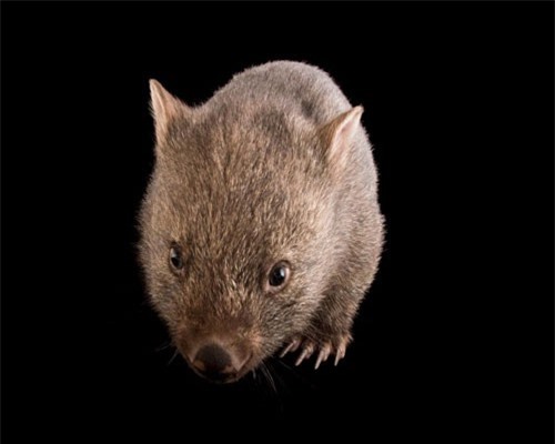 'Ị' ra hình vuông như socola, loài vật đáng yêu này đang khiến thế giới phát sốt