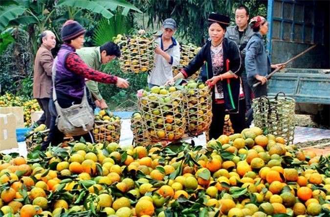 Huyện Hàm Yên (Tuyên Quang) cũng nổi tiếng cả nước bởi trái cam thơm ngon nức tiếng. Ảnh: Dangcongsan.