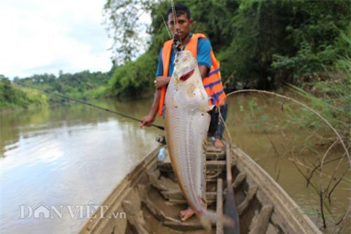 Ly kỳ hành trình ngược sông Đồng Nai hồi hộp săn cá trèn mỏng dính
