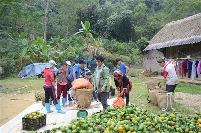 Khu vườn trồng cam Hàm Yên đã mang đến cho xã Phù Lưu những làng triệu phú. Ảnh: Nongnghiep.