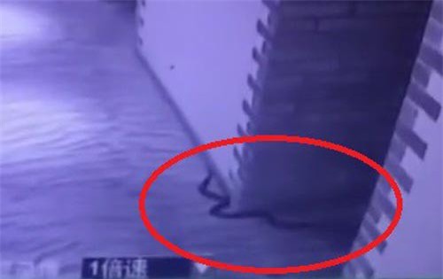 “Yêu râu xanh” dùng rắn độc đe dọa và cưỡng hiếp nạn nhân, cuối cùng bị cắn chết