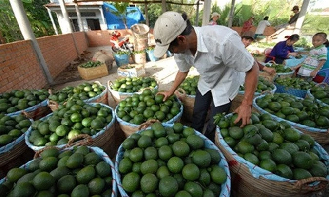 Vài năm gần đây, nhờ trồng cam sành mà nhiều ngôi làng ở Hậu Giang đã trở nên giàu có. Đặc biệt, ở xã Đông Phước (huyện Châu Thành) có nhiều hộ dân trồng cam sành đều trở thành tỷ phú. Ảnh: Zing.