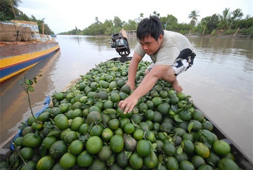Những ngôi làng trồng cam giàu có ở Việt Nam