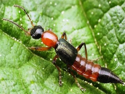 Những lưu ý khi gặp kiến ba khoang để tránh nguy hiểm