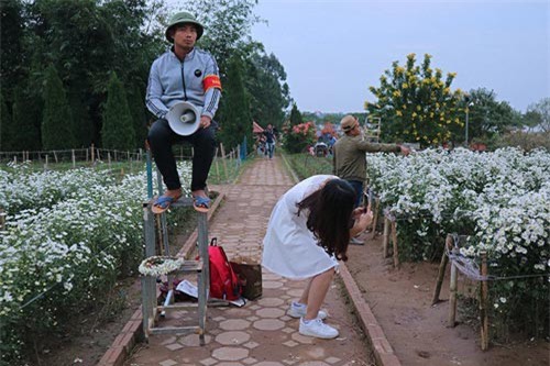 Vườn cúc họa mi 'thất thủ' vì quý cô Hà thành làm điều này