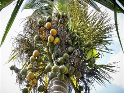 Những tác dụng bất ngờ của quả cau trong y học cổ truyền