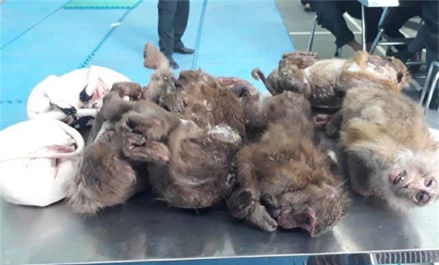 5 cá thể khỉ và 2 cá thể chồn đã chết trong số lô hàng con được Lương Văn Lĩnh vận chuyển trái phép.