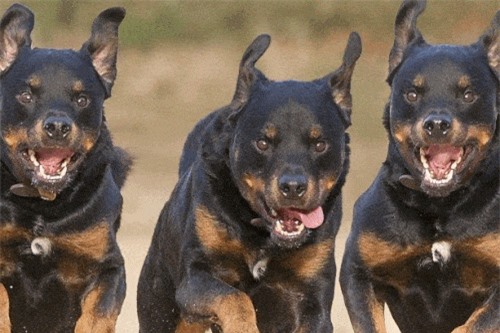 Clip: 4 chú chó và kỳ đà có màn thủy chiến ác liệt