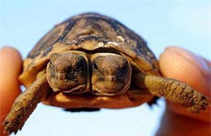 Clip: 'Quái vật' rùa sơ sinh 2 đầu cực hiếm