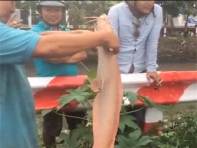Clip: Sau trận bão kỷ lúc, người dân Sài Gòn bắt được cá trê vàng kích thước ‘khủng’