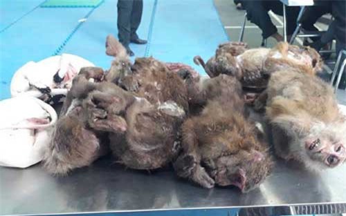 Cảnh sát cơ động bắt vụ vận chuyển "hàng con" số lượng lớn