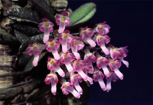 Ngắm vẻ đẹp 'quên sầu' của những loài phong lan siêu tí hon cực lạ ở Việt Nam