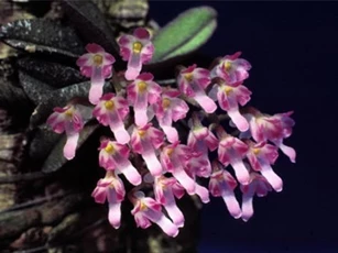 Ngắm vẻ đẹp 'quên sầu' của những loài phong lan siêu tí hon cực lạ ở Việt Nam