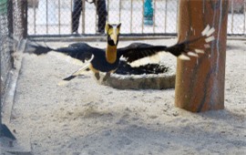 Clip: Cận cảnh đôi chim cổ quý hiếm Hồng hoàng tại Hà Nội