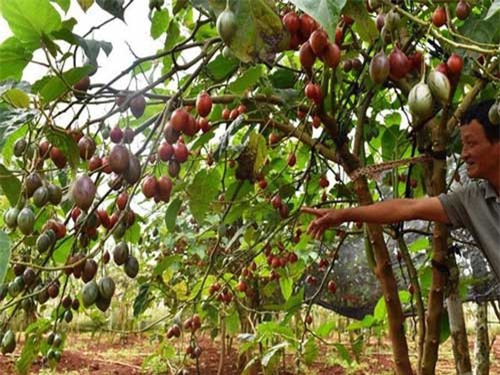 Thê thảm với cà chua từng được tâng bốc '1 triệu đồng/kg'