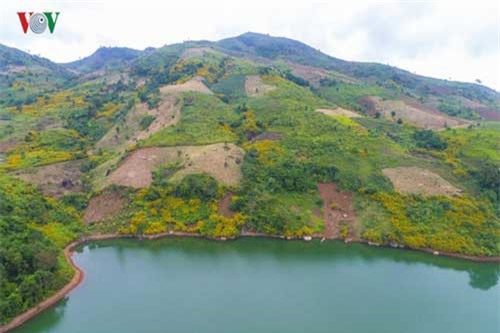 Dã Quỳ nhuộm vàng đất trời Tây Bắc