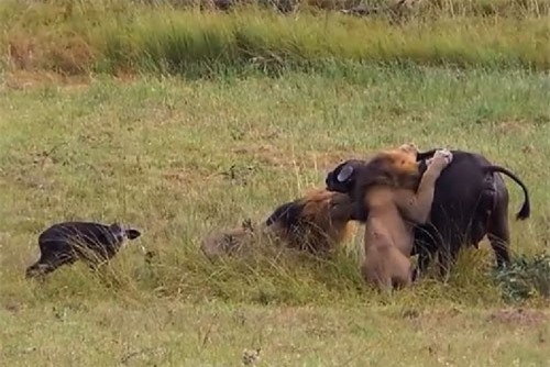 Clip: 2 mẹ con trâu rừng bị sư tử sát hại dã man