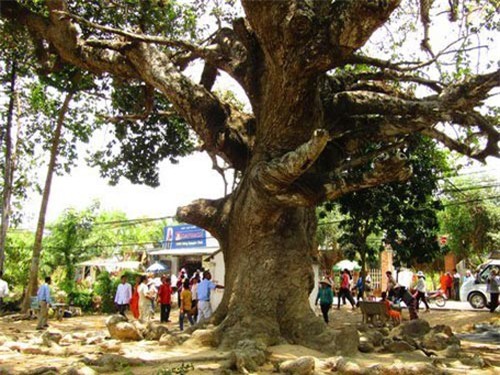 Bí ẩn chưa biết về 'cụ' cây dầu dù khổng lồ tại Trà Vinh