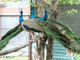 Clip: ‘Phát sốt’ với trang trại chim quý hiếm, độc đáo tại Cần Thơ