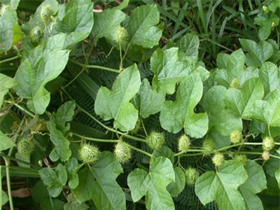 Những công dụng hữu ích của lạc tiên trong các bài thuốc dân gian