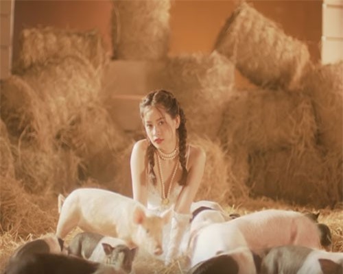 Đề văn: Phân tích hình ảnh gia súc gia cầm, đặc biệt là loài lợn trong MV "Mời anh vào Team em" của Chi Pu