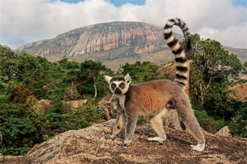 11. Madagascar.