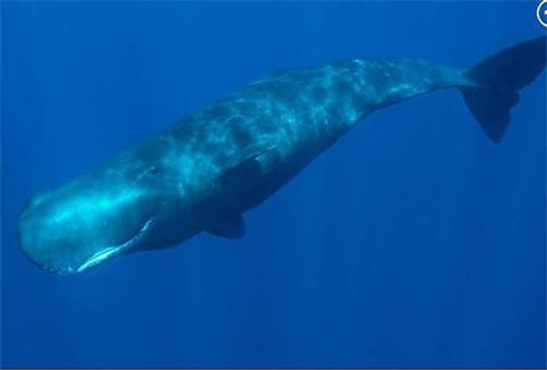 Trung Quốc: 'Lợi dụng' cá voi để che giấu bí mật quân sự?