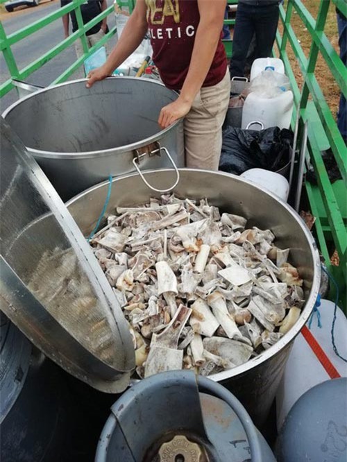 Nam Phi: 6 người Việt ra tòa vì cáo buộc nấu cao hổ, sư tử