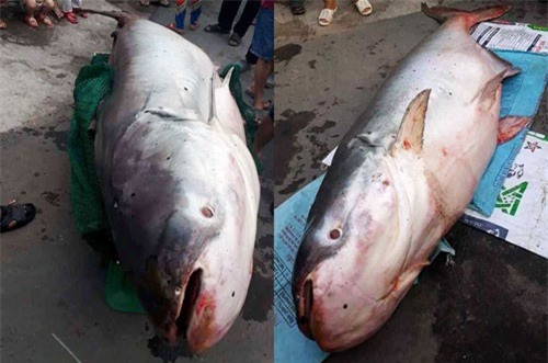 Người dân đổ xô xem cá 'khủng' to như chiếc xuồng ở miền Tây