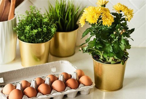 4 mẹo nhỏ từ vỏ trứng hiệu quả cho việc trồng cây cảnh trong nhà nhưng lại ít người biết
