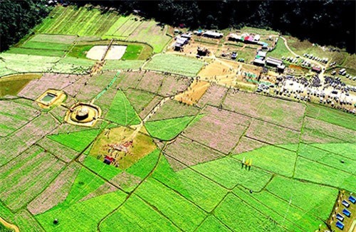 "Lịm tim" trước vẻ đẹp thung lũng hoa lớn nhất Việt Nam ở xứ Lạng