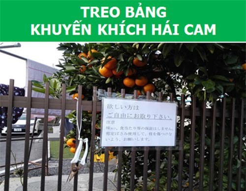 Những "chuyện nhỏ" ở Nhật nhưng khiến cả thế giới ngỡ ngàng